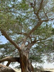 Ishtar Gate Tours (8)