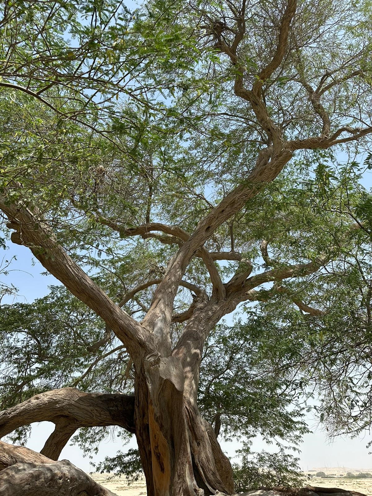 Ishtar Gate Tours (8)