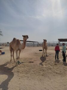 Travel Knits Vacanza (3)