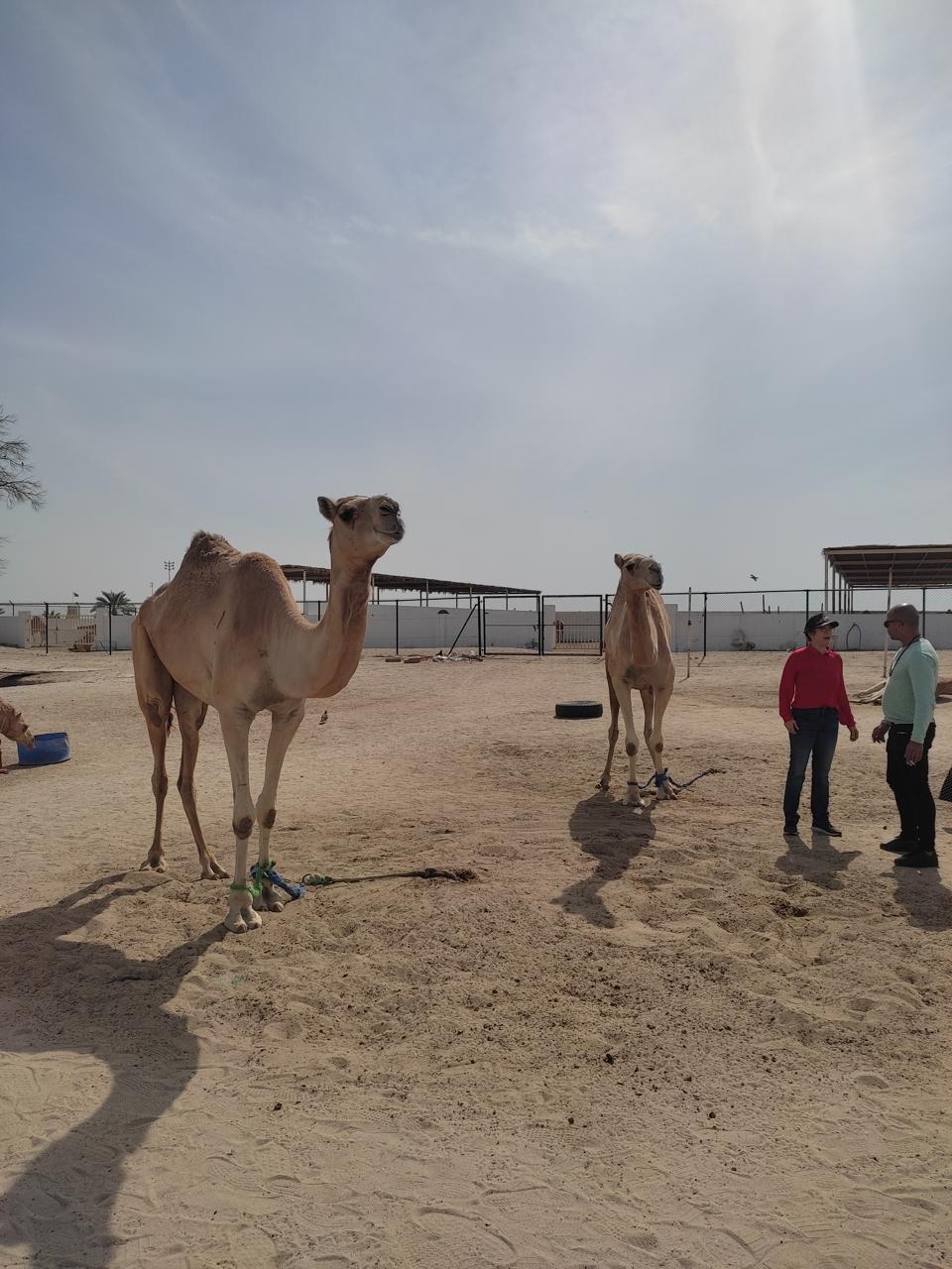 Travel Knits Vacanza (3)