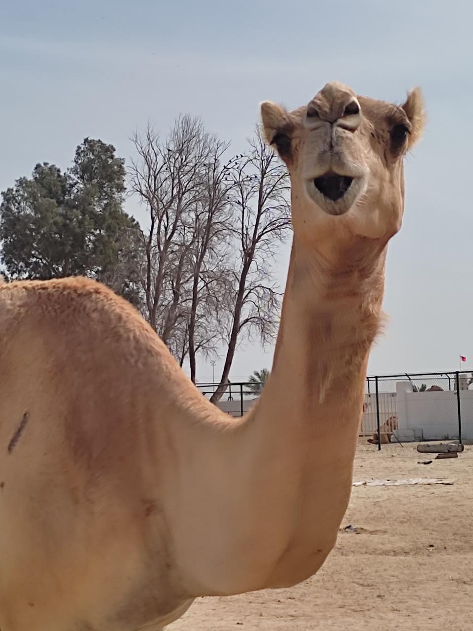 Travel Knits Vacanza (6)